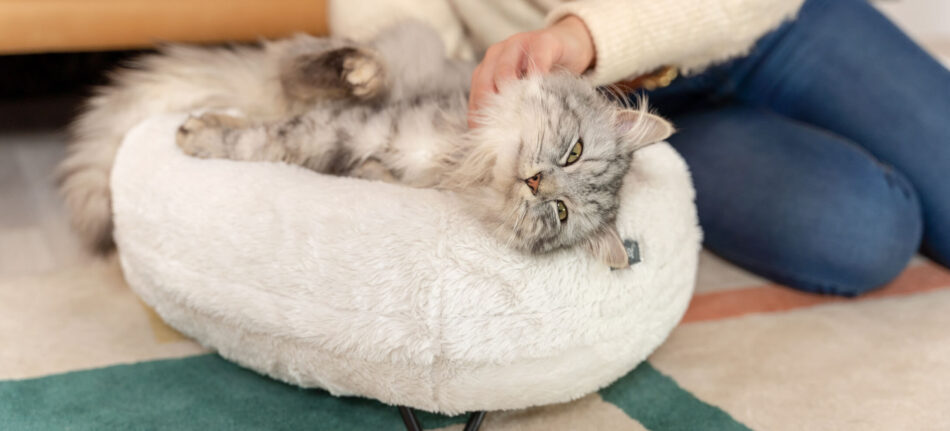 fluffy cat being scratched while on a white donut bed