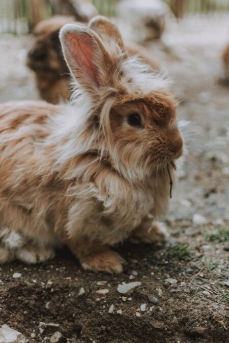 fluffy tan rabbit breed nibbling on a stick