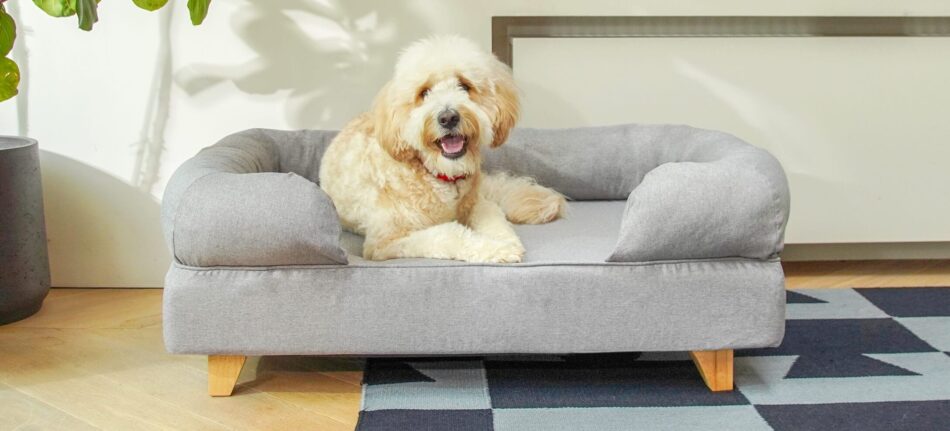 goldendoodle rustend op een grijs bolsterbed