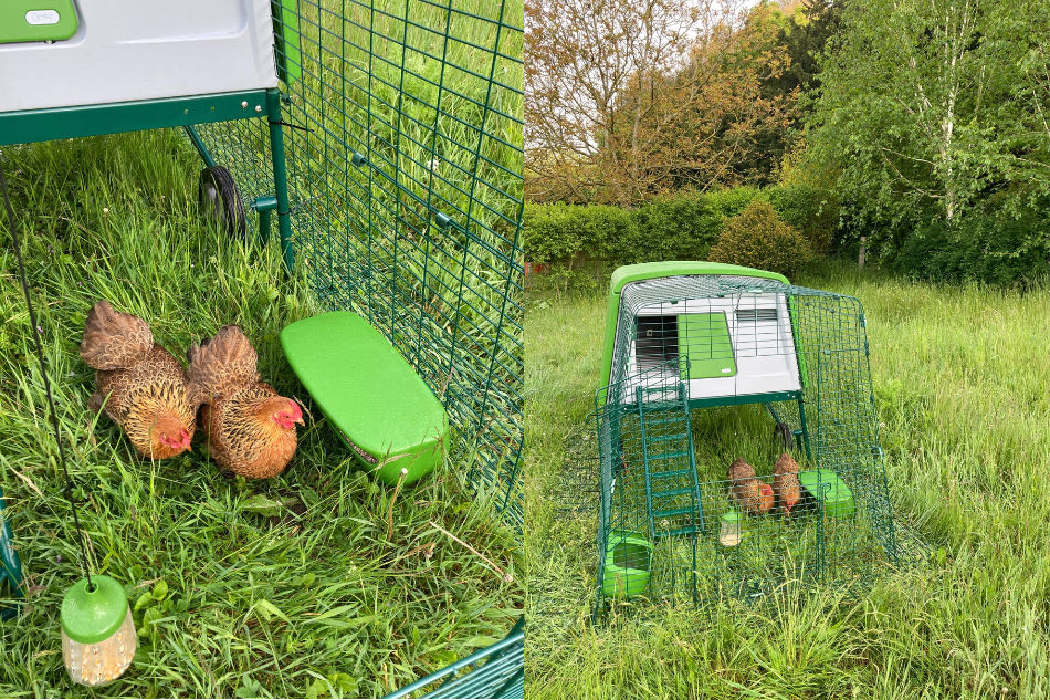 lockdown hens on chicken run