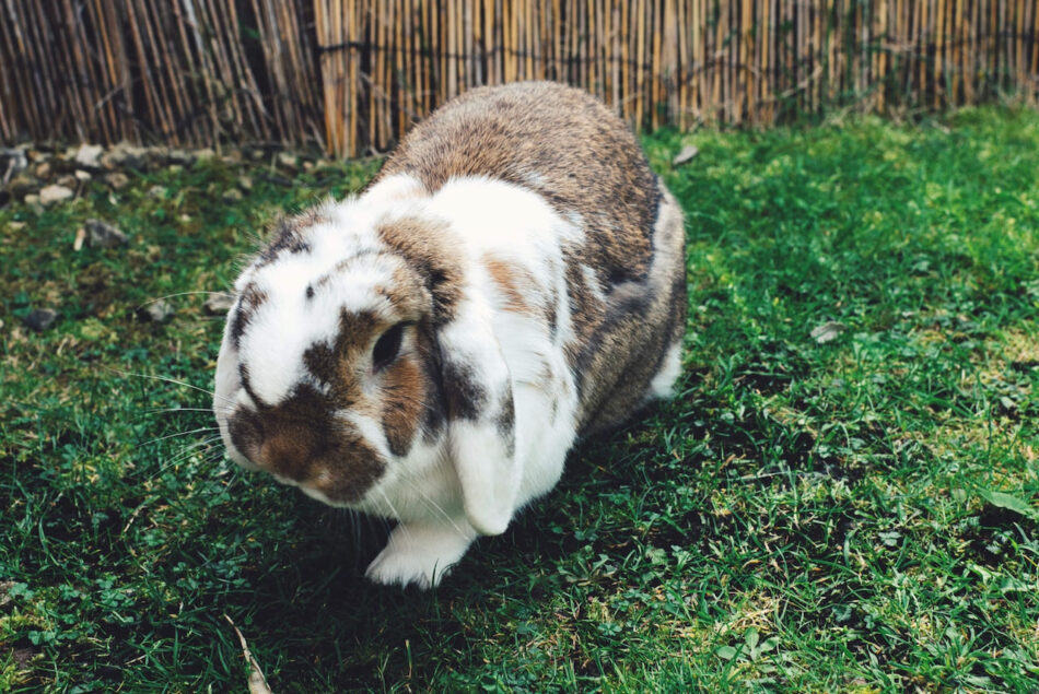 lop eared rabbit breed walking on grass