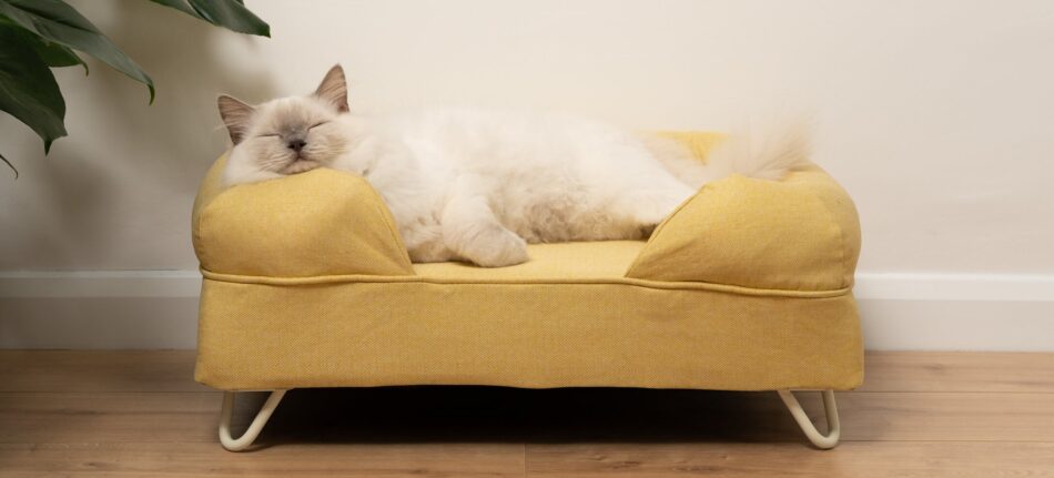 ragdoll cat sleeping on a yellow bolster cat bed