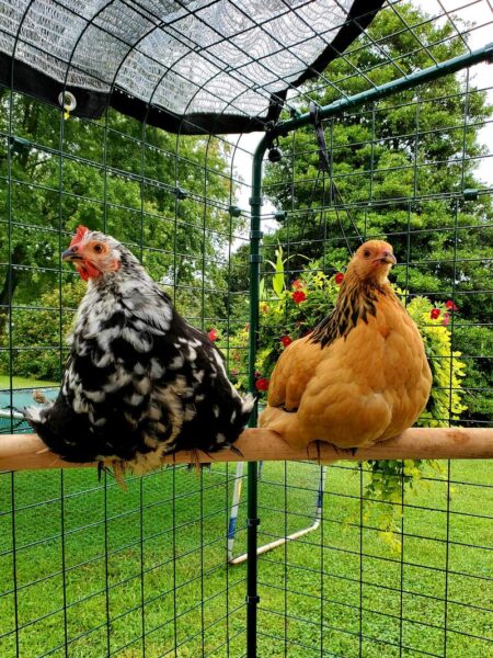 tell which hen is laying chickens perching