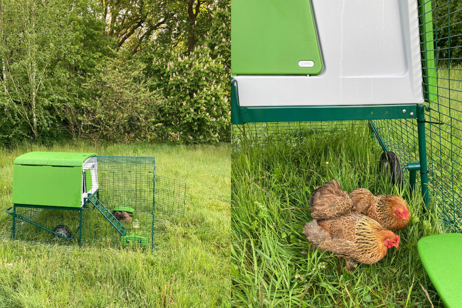 therapy chickens in green chicken coop