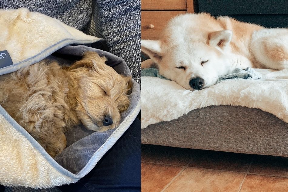 twee slapende honden na een herfstwandeling