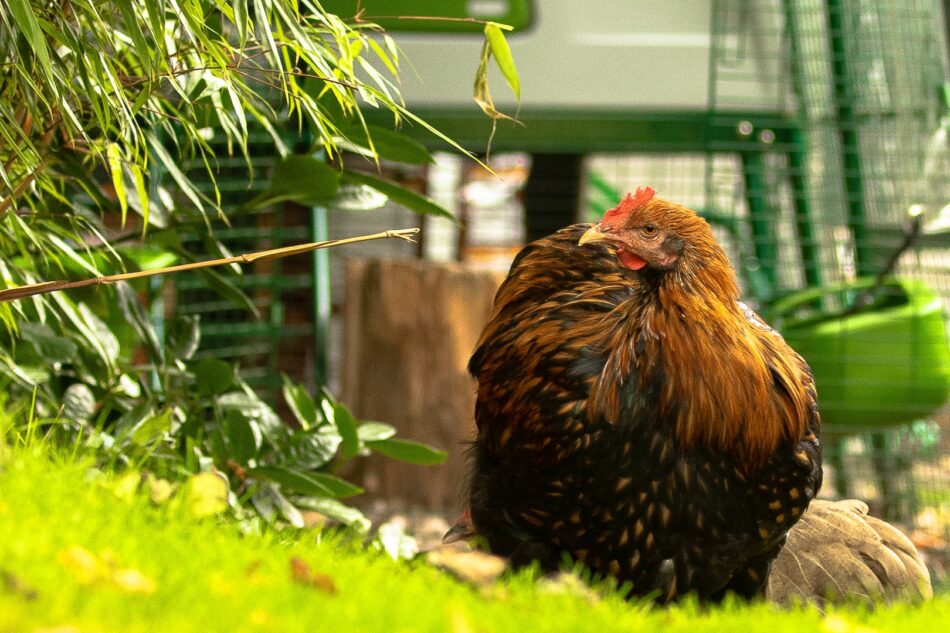 which chicken is laying brown hen