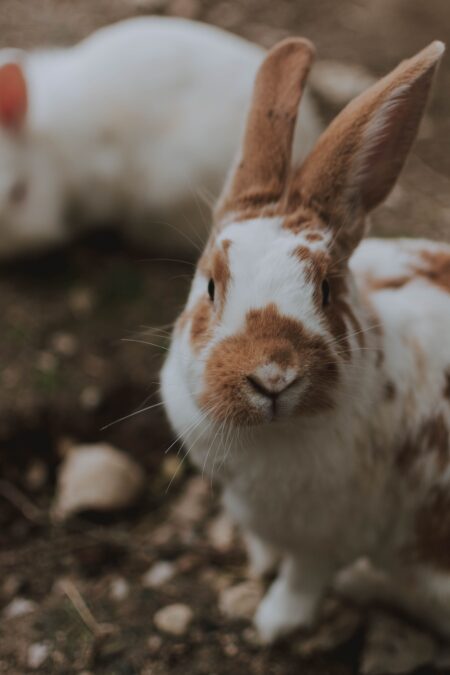 white and brown rabbit breed with ears lifted