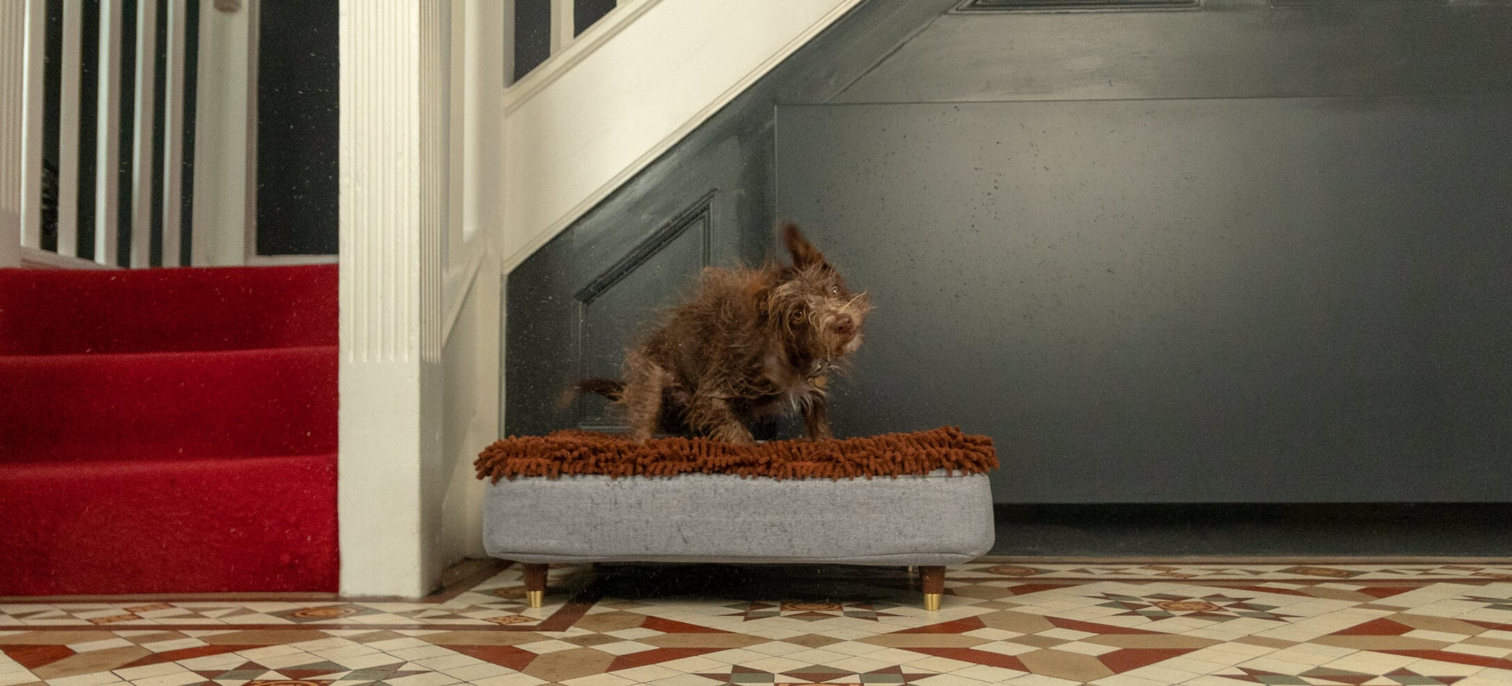 A brown dog shaking itself dry on the Topology bed