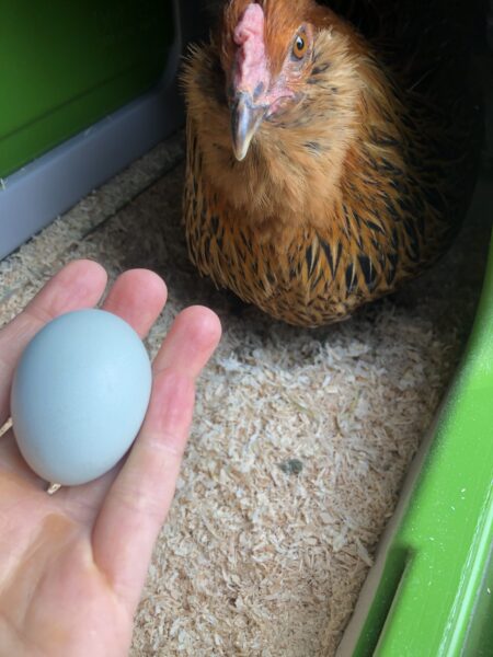 A chicken in an Eglu coop laying a blue egg