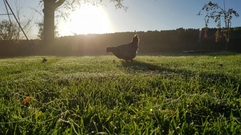 A chicken outside on the grass on an autumnal morning