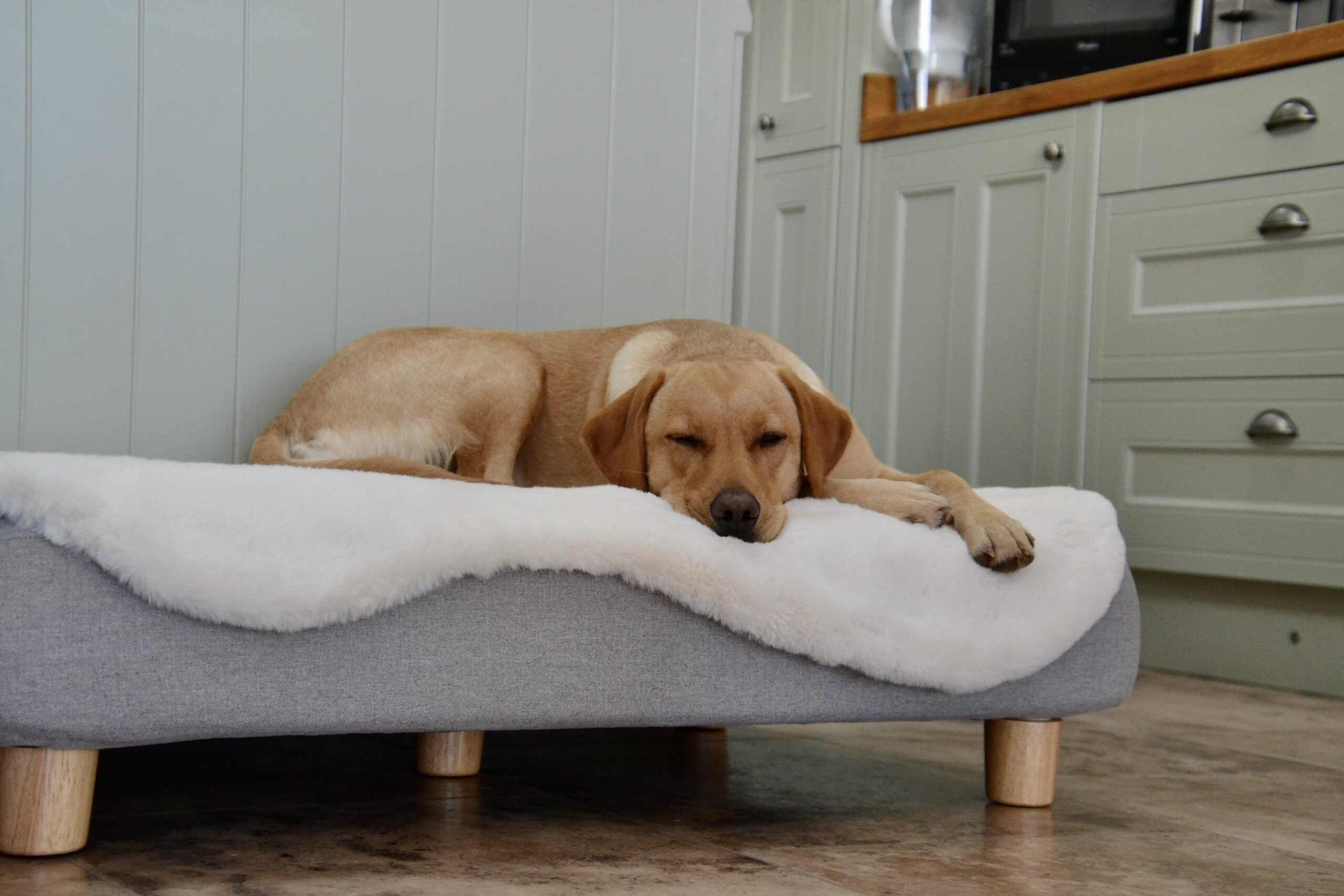 A labrador lying on a Topology bed