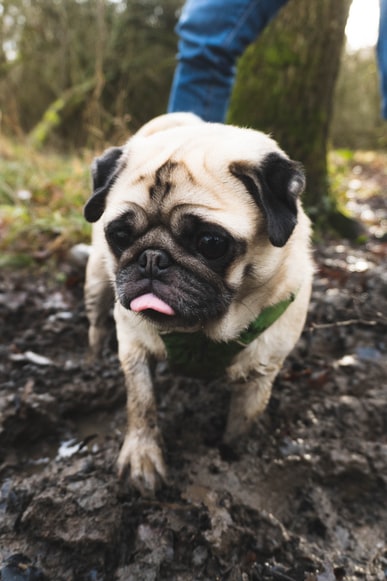 Muddy pug in the woods