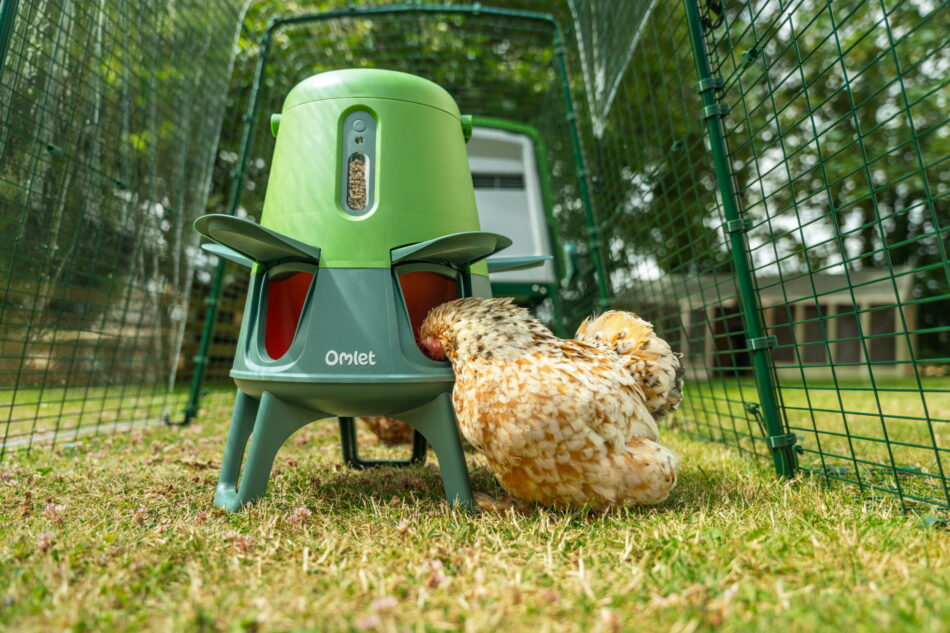 chicken eating from a smart chicken feeder