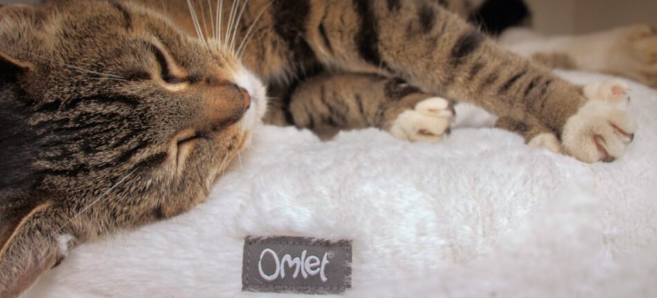 A cat sleeping on a Snowball White Maya Donut Bed