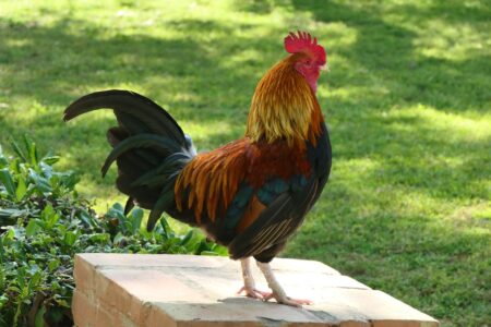 Een trotse haan staand op een houten platform in de tuin