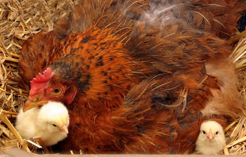 stapel Clam Trouwens Een haan van een hen onderscheiden - Omlet Blog NL