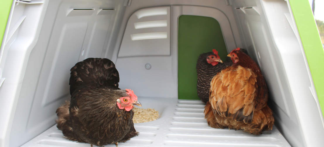 Three hens nesting in the Eglu Go UP chicken coop
