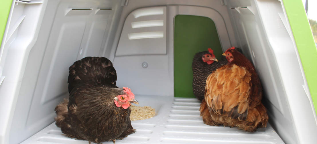 The 7 Quietest Chicken Breeds for a Peaceful Backyard - The Egg Carton  Store Blog