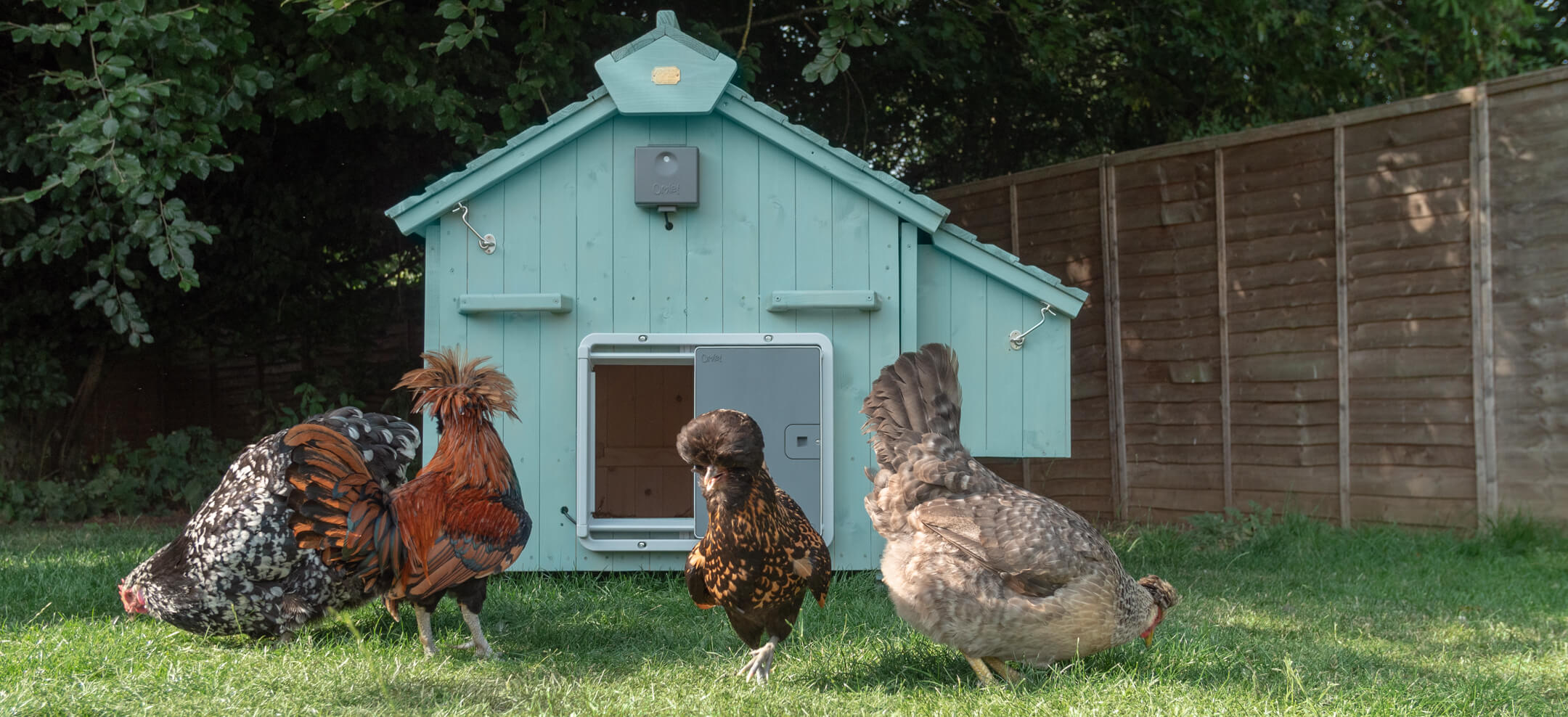 25 Egg Skelters ideas  egg holder, chickens backyard, egg skelter