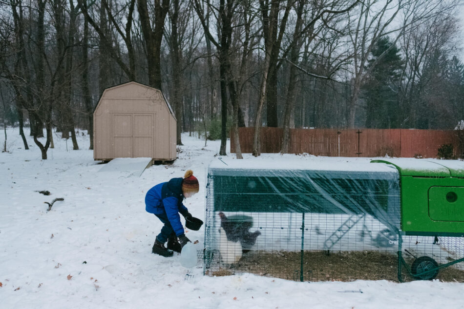 boy tending to his housed hens