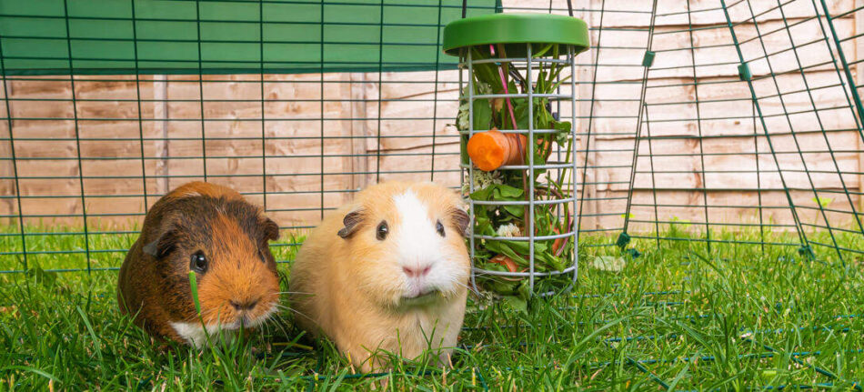 What's The Difference Between a Hamster and a Guinea Pig? - Omlet Blog US