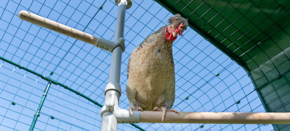 chicken perching on omlet poletree