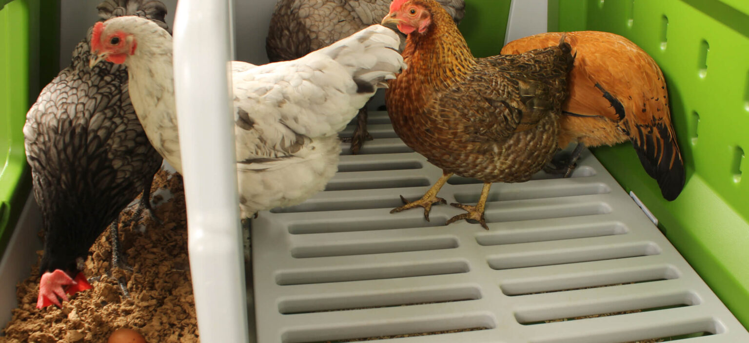 Chicken Perches The Ultimate Guide Omlet Blog UK