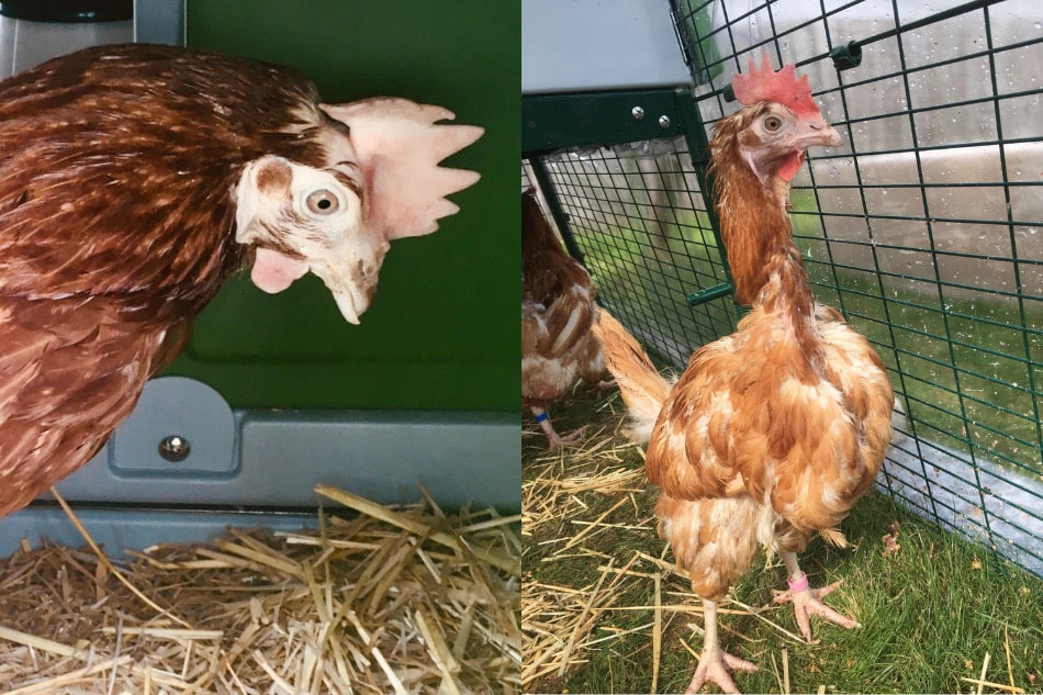 ex battery hens in eglu cube chicken coop