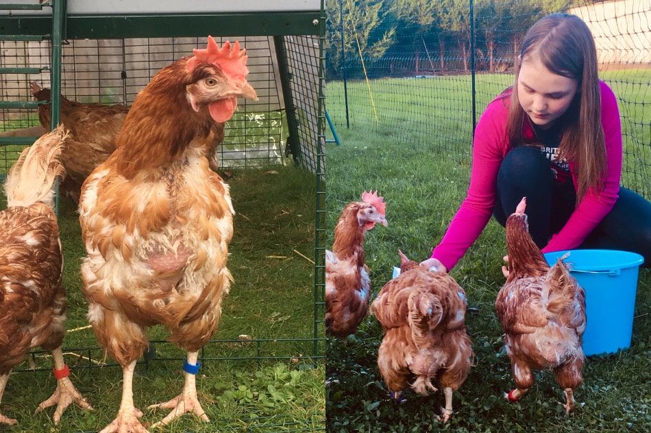 girl feeding rescue hens on eglu run