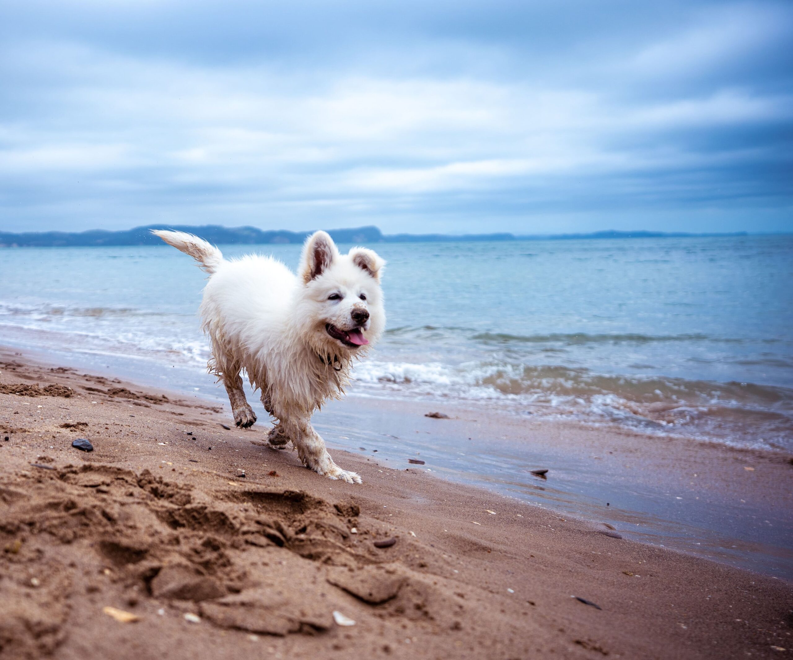 Een hond rennend over het strand