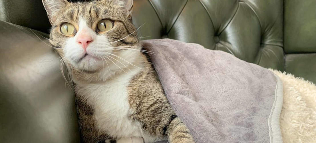 Een kat onder een Omlet luxe superzacht kattendeken