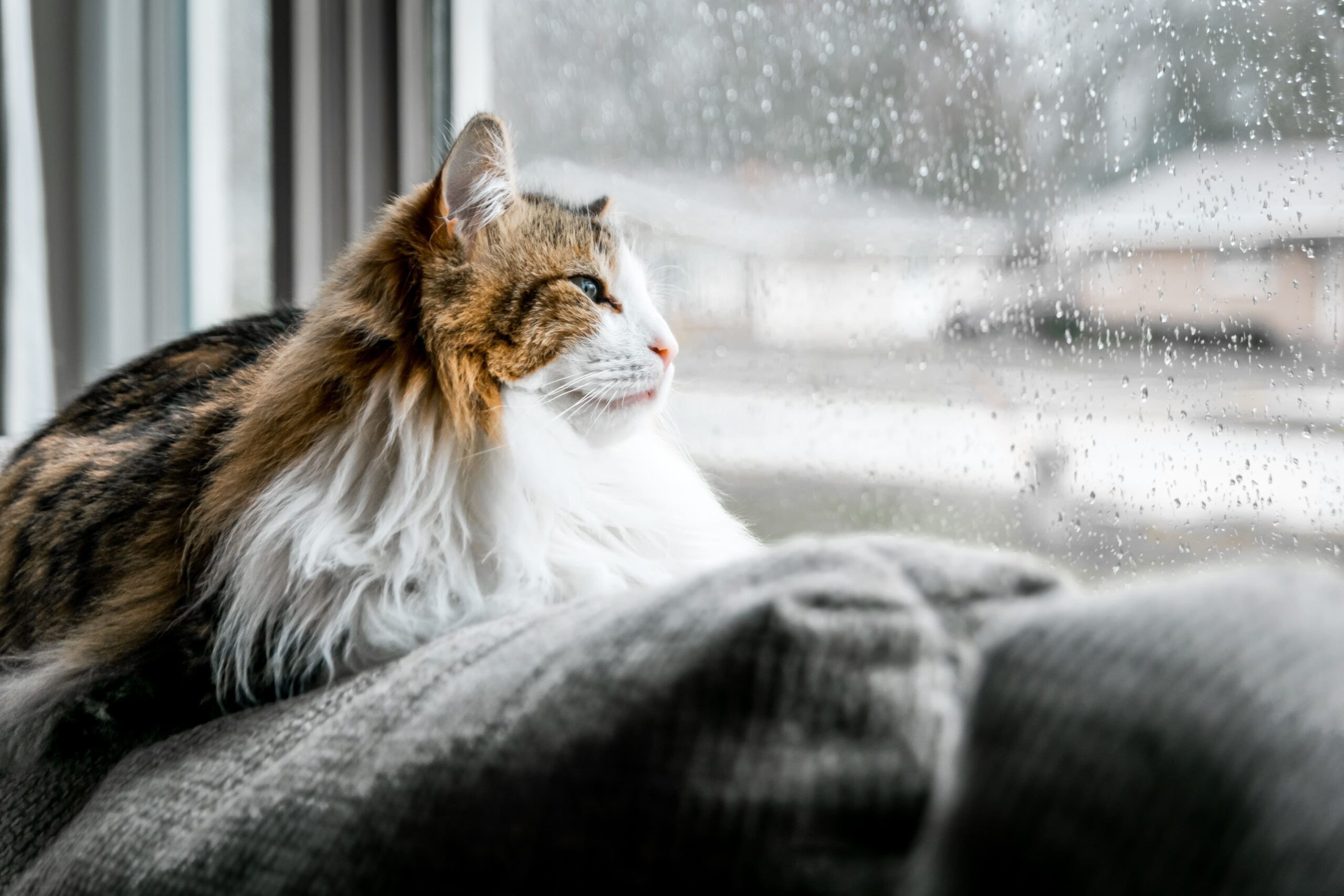 A cat looking outside the window, snow outside