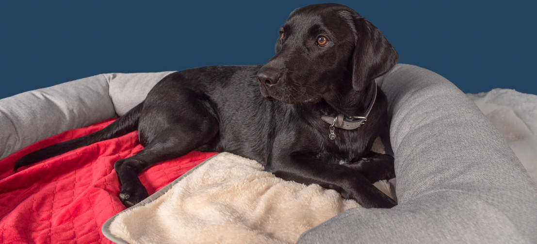 Zwarte labrador op een Omlet luxe, superzacht hondendeken in kerster rood