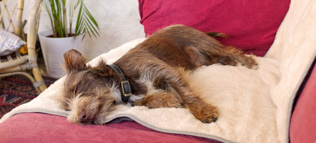 Brown dog lying on the grey Omlet Luxury Super Soft Dog Blanket