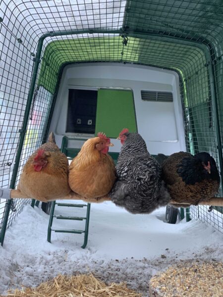 Kippen op hun Omlet zitstok beschermd tegen de elementen in hun Omlet ren