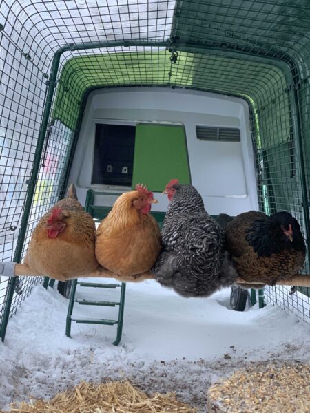 How To Keep Chickens Warm in Winter: A Guide