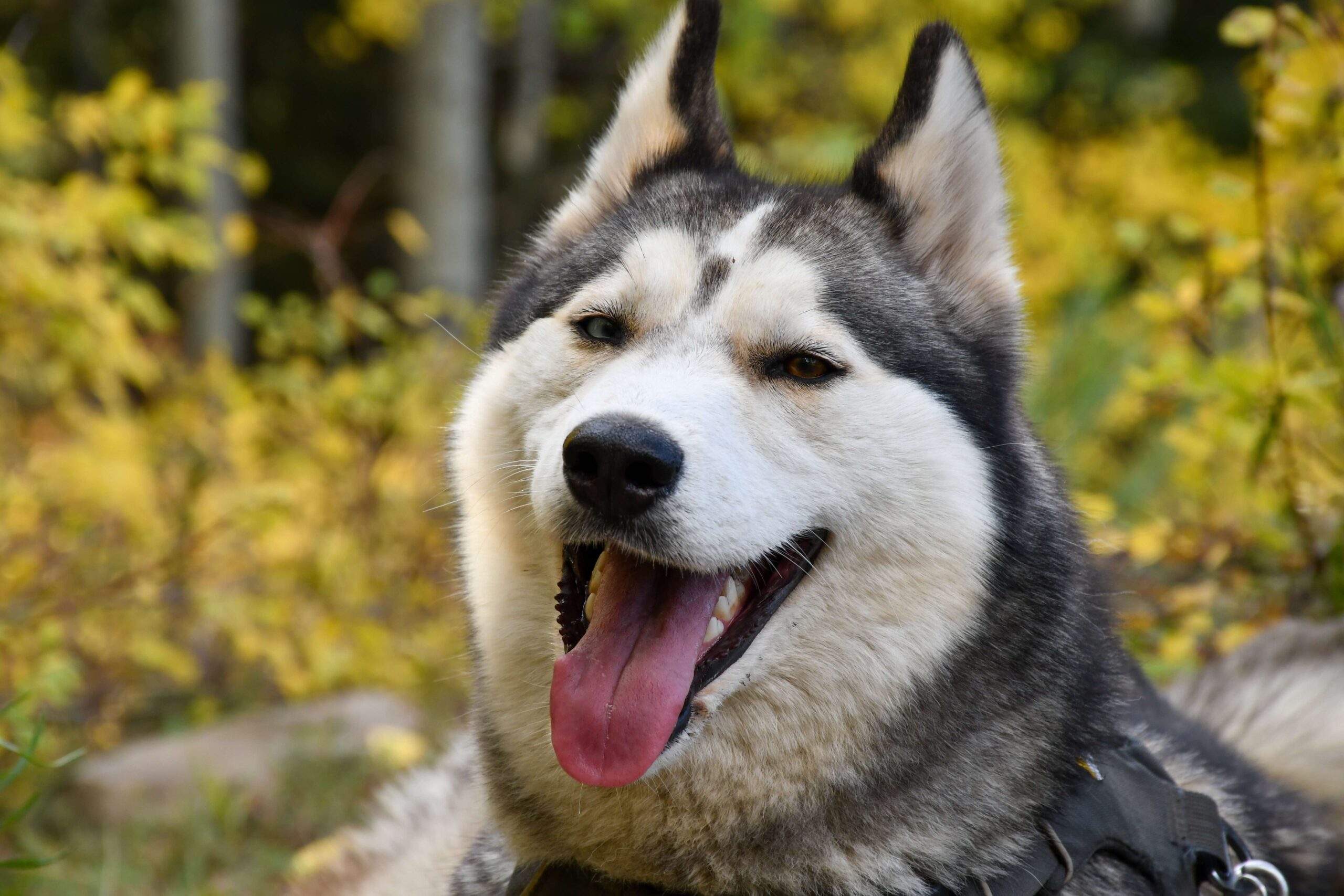 Husky outside, flowers in background