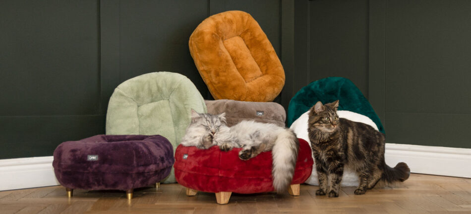 two cats in front of a stack of donut cat beds