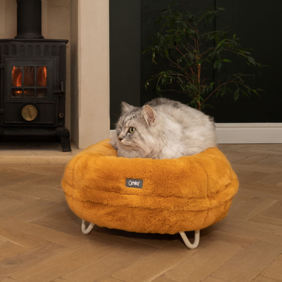 white cat on yellow cat bed