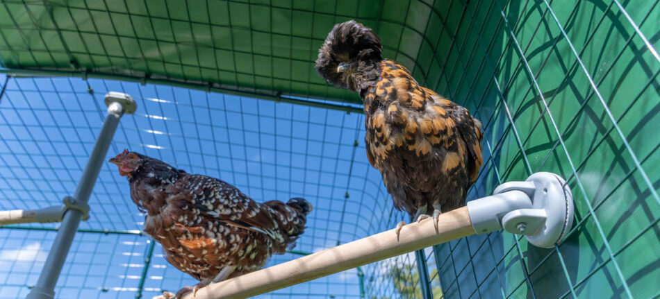 chickens perching to stay happy in winter