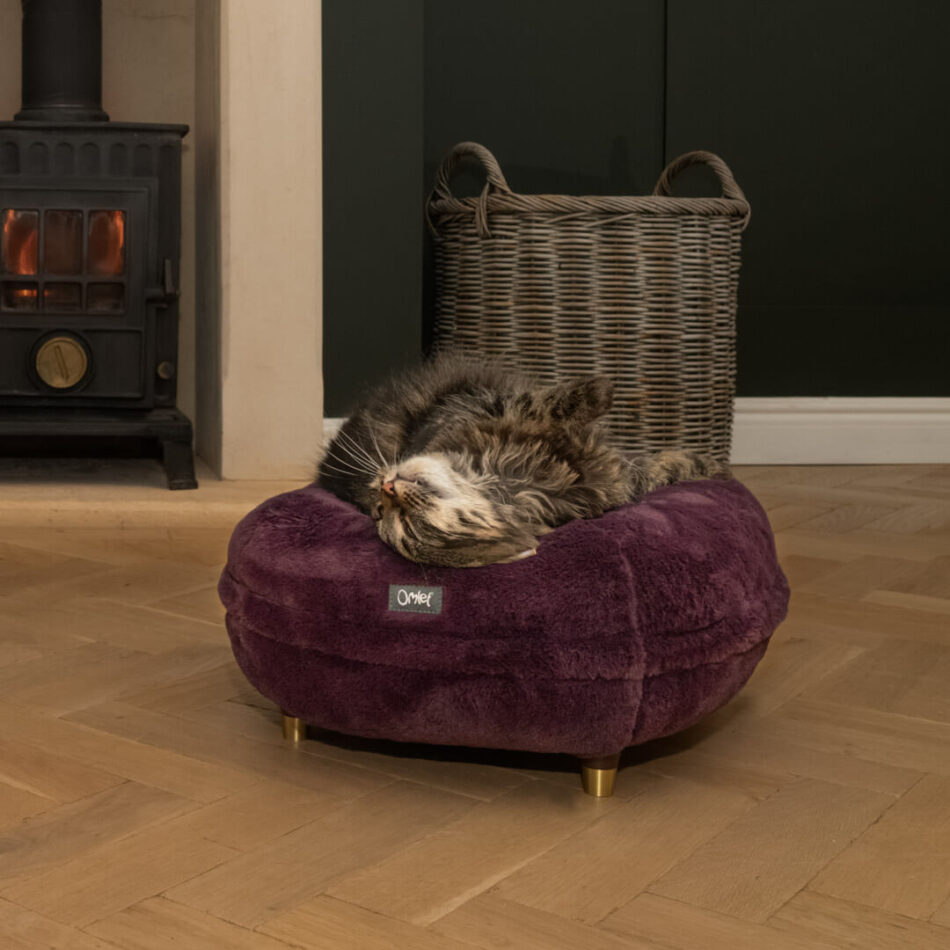 kitten on purple cat bed