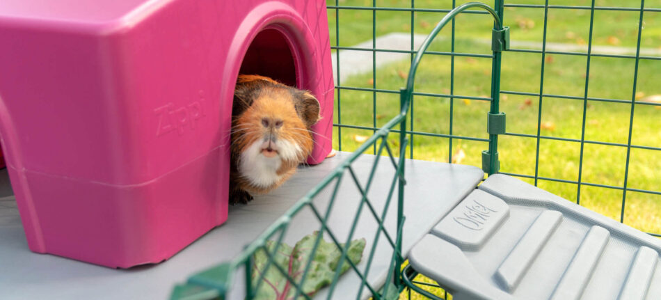 guinea pig hiding in a shelter on a platform