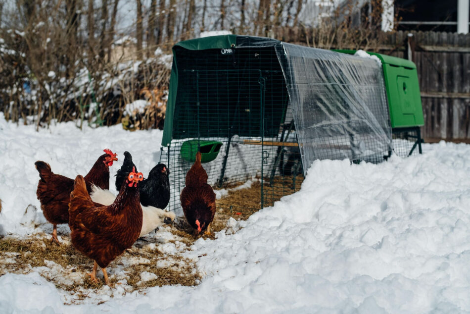 gezonde hennen in de winter scharrelend buiten een eglu cube