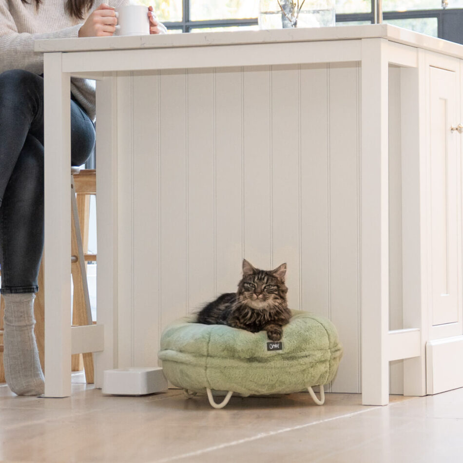 kitten resting on mint green cat bed