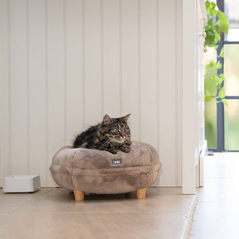 brown cat on donut cat bed in kitchen