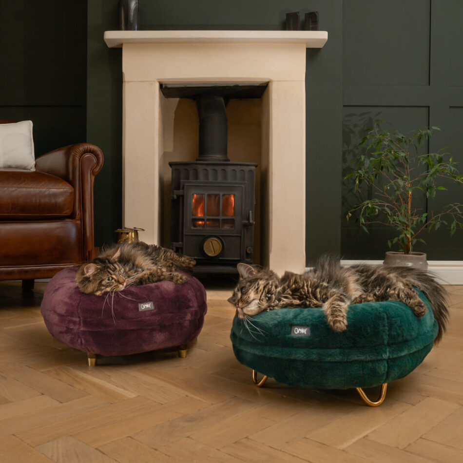 two cats lying on cat beds in front of fire