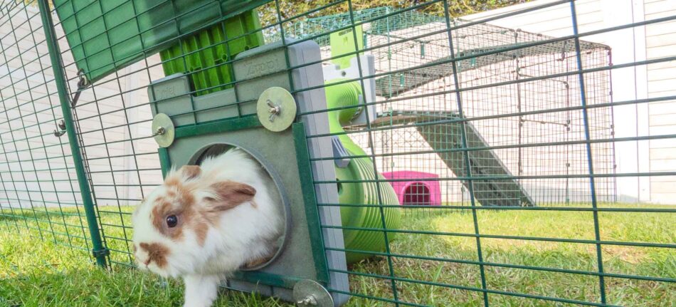 konijnen gaat van hok naar ren door tunnel