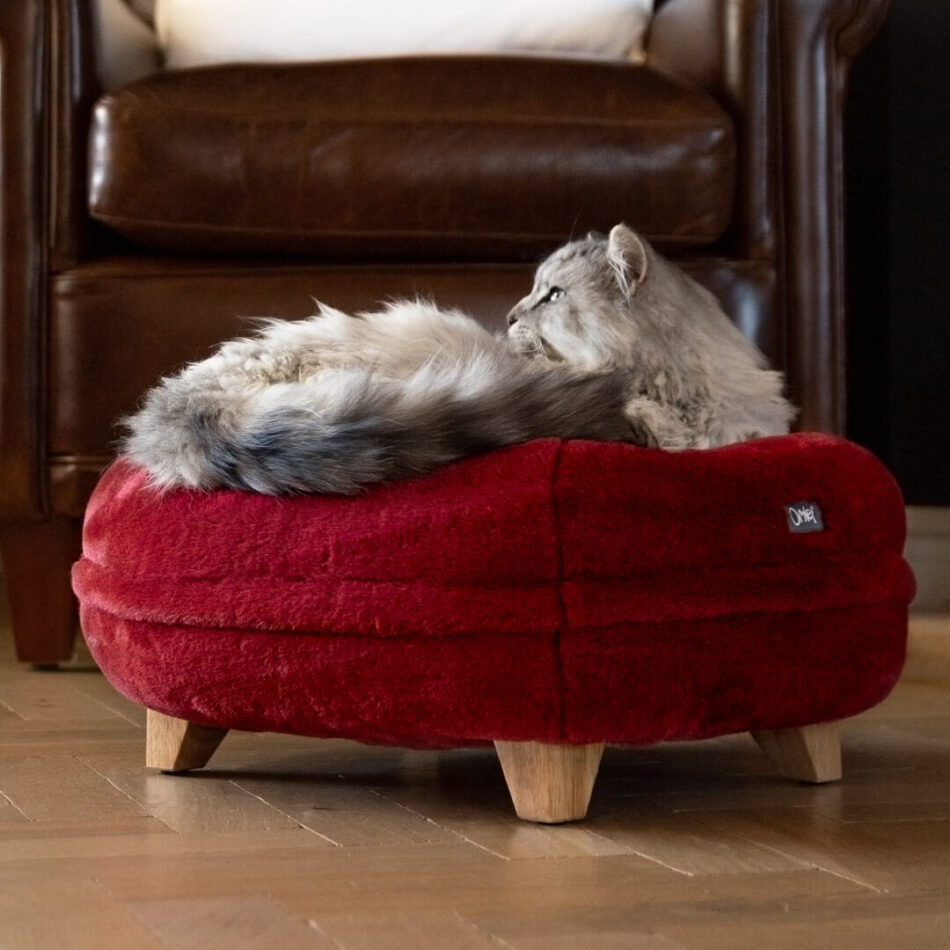 white cat lying on ruby red cat bed
