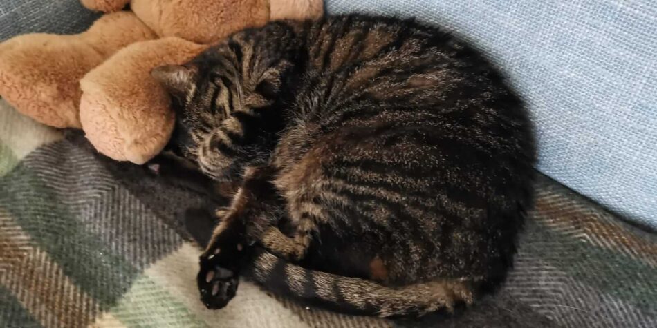 tabby cat curled up on the sofa with teddy bear