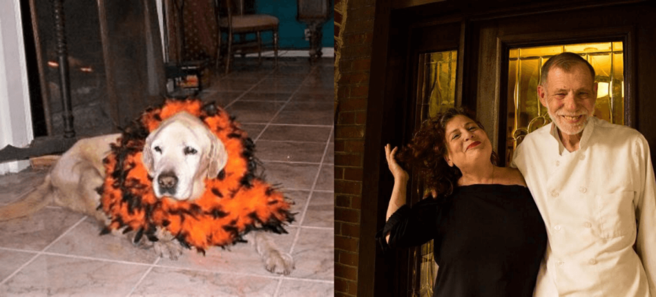 golden labrador in feather boa and his owners